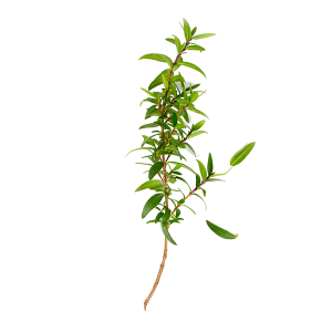 Murta